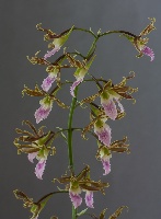 Eulophia euglossa x guineensis